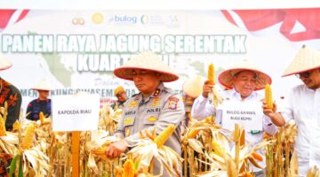 Kapolda Riau Pimpin Panen Raya Serentak Kuartal III 2025, untuk Ketahanan Pangan